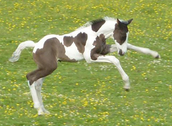 Coloured Foals For Sale